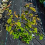 Kalina japonská (Viburnum plicatum) ´CASCADE´ - výška 90-120 cm, kont. C2L 