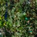 Brečtan popínavý (Hedera helix) ´MARGINATA ELEGANTISSIMA´ - výška 100-125cm, kont. C3L