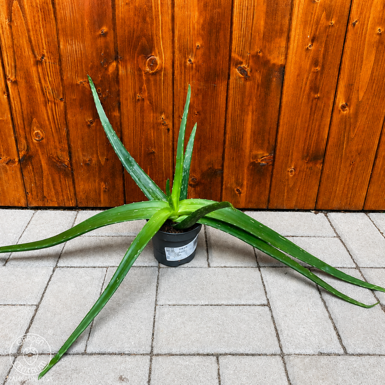 Aloe vera | 30-35 cm| zahradnici.sk