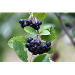 Arónia čerešňolistá (Aronia prunifolia) ´VIKING´ - výška 70-100 cm; kont.1L