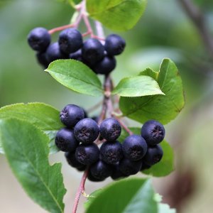 Arónia čiernoplodá (Aronia melanocarpa) ´HUGIN´ - výška 30-50 cm; kont.P9