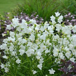 Zvonček (Campanula carpatica) ´AVIDA WHITE´, výška 10-15 cm - kont. C1,5L