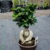 Figovník máloplodý (Ficus nitida) ´RETUSA´ - výška 30-50 cm, kont. C5L - BONSAJ