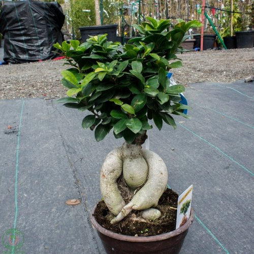 Figovník máloplodý (Ficus nitida) ´RETUSA´ - výška 30-50 cm, kont. C5L - BONSAJ - DECO MISA