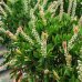 Tyčinkovec (Callistemon) ´LAEVIS´ - výška 50-100 cm, kont. C9L