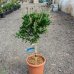 Tyčinkovec (Callistemon) ´LAEVIS´ - výška 50-100 cm, kont. C9L
