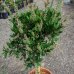 Tyčinkovec (Callistemon) ´LAEVIS´ - výška 50-100 cm, kont. C9L