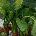 Alokázia (Alocasia) ´MACRORRHIZA´ - výška 80-130 cm, kont. C70L