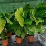 Alokázia (Alocasia) ´MACRORRHIZA´ - výška 80-130 cm, kont. C70L