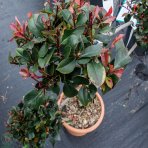 Červienka Fraserova (Photinia × fraseri)  ´LITTLE RED ROBIN´ - výška 60-90 cm, kont. C12L - BONSAJ