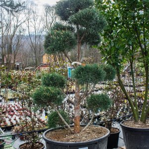 Borovica lesná Pinus Sylvestris ´GLAUCA´ (-30°C) - výška 150-180 cm, kont. C230L - BONSAJ