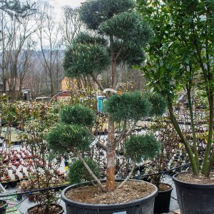 Borovica lesná (Pinus Sylvestris) ´GLAUCA´ - výška 150-180 cm, kont. C230L - BONSAJ (-30°C)