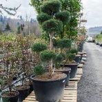 Borovica lesná (Pinus Sylvestris) ´GLAUCA´ - výška 150-180 cm, kont. C230L - BONSAJ (-30°C)