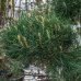 Borovica lesná (Pinus Sylvestris) ´GLAUCA´ - výška 150-180 cm, kont. C230L - BONSAJ (-30°C)