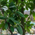 Vavrínovec lekársky (Prunus laurocerasus) ´NOVITA´ - výška 200-230 cm, kont. C130L - viackmenný