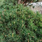 Borovica lesná (Pinus Sylvestris) ´WATERERI´ - výška 130-160 cm, kont. C130L - ŠPIRÁLA (-30°C)