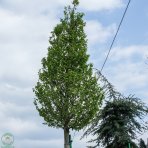 Hrab obyčajný (Carpinus betulus) ´PARACADUTE´ - výška 400+ cm, obvod kmeňa 40/50 cm, kont. C500L