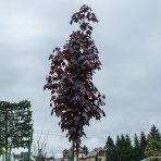 Javor mliečny (Acer platanoides) ´FAASSEN´S BLACK´ - výška 300-350 cm, obvod kmeňa 18/20 cm, kont. C130L