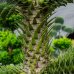 Araukária andská (Araucaria araucana) ´IMBRICATA´- výška 220-240 cm; kont. C140L (-15°C)