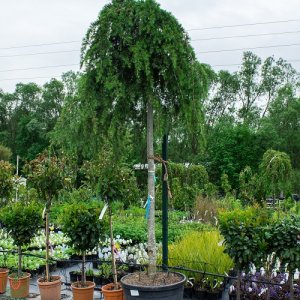 Céder Himalájsky (Cedrus deodara), výška: 220-260 cm, kont. C130L (-23°C)