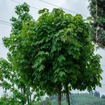 Javor mliečny (Acer platanoides) ´GLOBOSUM´ - výška 300-350 cm, obvod kmeňa 20/22 cm, kont. C180L 