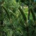 Borovica čierna (Pinus nigra) ´AUSTRIACA´ - výška 180-220 cm, kont. C110L 