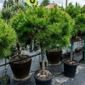 Borovica čierna (Pinus nigra) ´MARIE BREGEON´ – výška 100-140 cm, kont. C30L - na kmienku