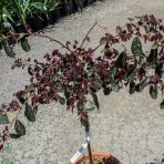Loropetalum čínske (Loropetalum Chinense) ´BLACK PEARL´ výška: 60-80 cm, kont. C9L - na kmienku