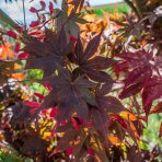 Javor dlaňolistý (Acer palmatum) ´BLOOD GOLD´ - výška 280-330 cm, obvod kmeňa 32/34 cm, kont. C230L 