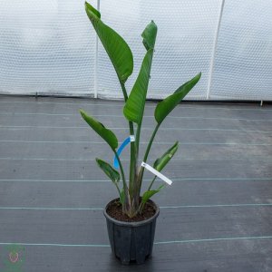 Strelícia Nikolaj (Strelitzia Nicolai) – výška 80-120 cm, kont. C10L