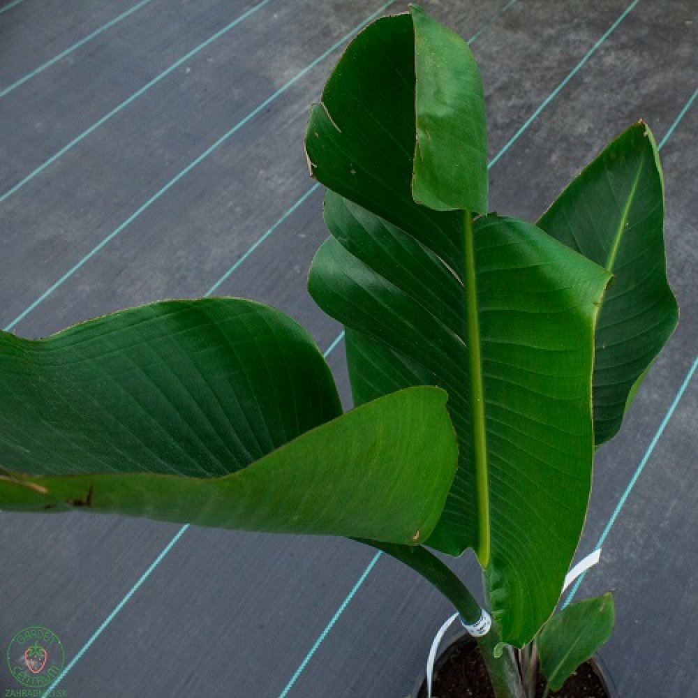 Strelícia ´NICOLAI´| 150-200 cm| zahradnici.sk