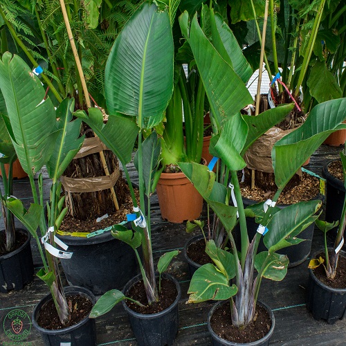 Strelícia Nikolaj (Strelitzia Nicolai) - zahradnici.sk