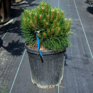 Borovica čierna (Pinus nigra) ´PIERRICK BREGEON´ - výška 20-40 cm, kont. C10L 