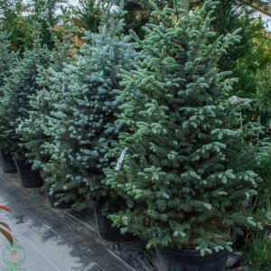 Smrek pichľavý (Picea pungens) ´FAT ALBERT´, výška: 180-200 cm, kont. C150/175L