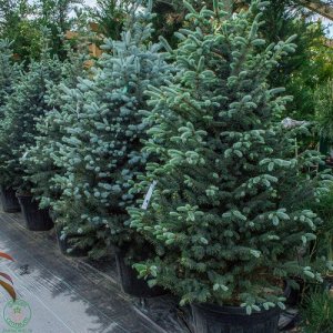 Smrek pichľavý (Picea pungens) ´FAT ALBERT´- výška: 210-220 cm, kont. C35L