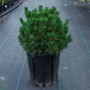Borovica horská (Pinus mugo ) ´HUMPY´ – výška 20-40 cm, kont. C10L