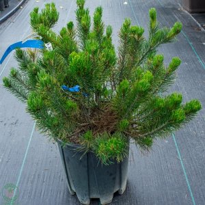 Borovica horská (Pinus mugo) ´MUGHUS´ – výška 20-40 cm, kont. C10L