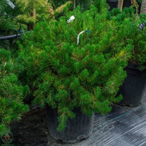 Borovica horská (Pinus mugo ) ´MUGHUS´ – výška 20-50 cm, kont. C30L