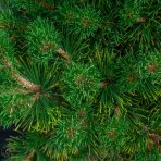 Borovica horská (Pinus mugo) ´MUGHUS´ – výška 20-50 cm, kont. C30L
