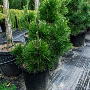 Borovica thunbergová (Pinus Thunbergii) ´THUNDERHEAD´ (-30°C) - výška 80-100 cm, kont. C30L