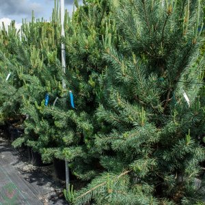 Borovica lesná Pinus Sylvestris ´GLAUCA´ (-30°C) - výška 180-220 cm, kont. C150/175L