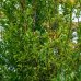 Granátovník púnsky (Punica Granatum) ´MOLLAR V.´ - výška 210-240cm, kont. C10L (-15°C) 