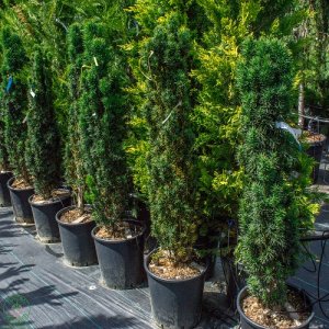 Tis obyčajný (Taxus baccata) ´FASTIGIATA´  - výška 100-140 cm, kont. C30L