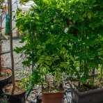 Vistéria čínska (Wisteria sinensis) ´ALBA´ výška: 100-120 cm, kont. C18L - ŠPALIÉRA