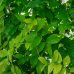 Vistéria čínska (Wisteria sinensis) ´ALBA´ výška: 100-120 cm, kont. C18L - ŠPALIÉRA