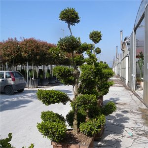 Krušpán drobnolistý (Buxus microphylla) ´FAULKNER´ - výška 100-140 cm, kont. C30L - BONSAJ