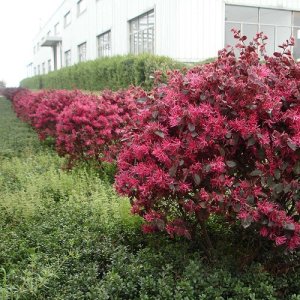 Loropetalum čínske (Loropetalum Chinense) ´BLACK PEARL´ - výška 60-90 cm, kont. C9L - na kmienku