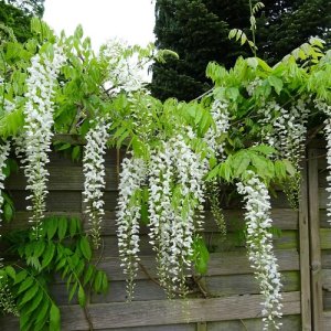 Vistéria čínska (Wisteria sinensis) ´ALBA´ - výška 100-120 cm, kont. C18L - ŠPALIÉRA