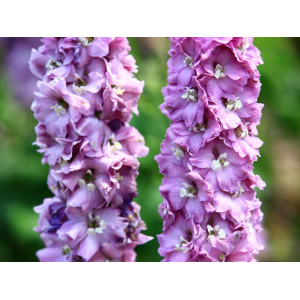 Stračonôžka (Delphinium) 'Astolat' - P9