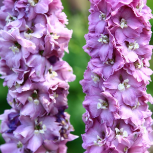 Stračonôžka (Delphinium) 'Astolat' - P9